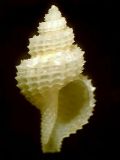 Raphitoma&nbsp;bracteata